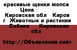 красивые щенки мопса › Цена ­ 10 000 - Кировская обл., Киров г. Животные и растения » Собаки   . Кировская обл.